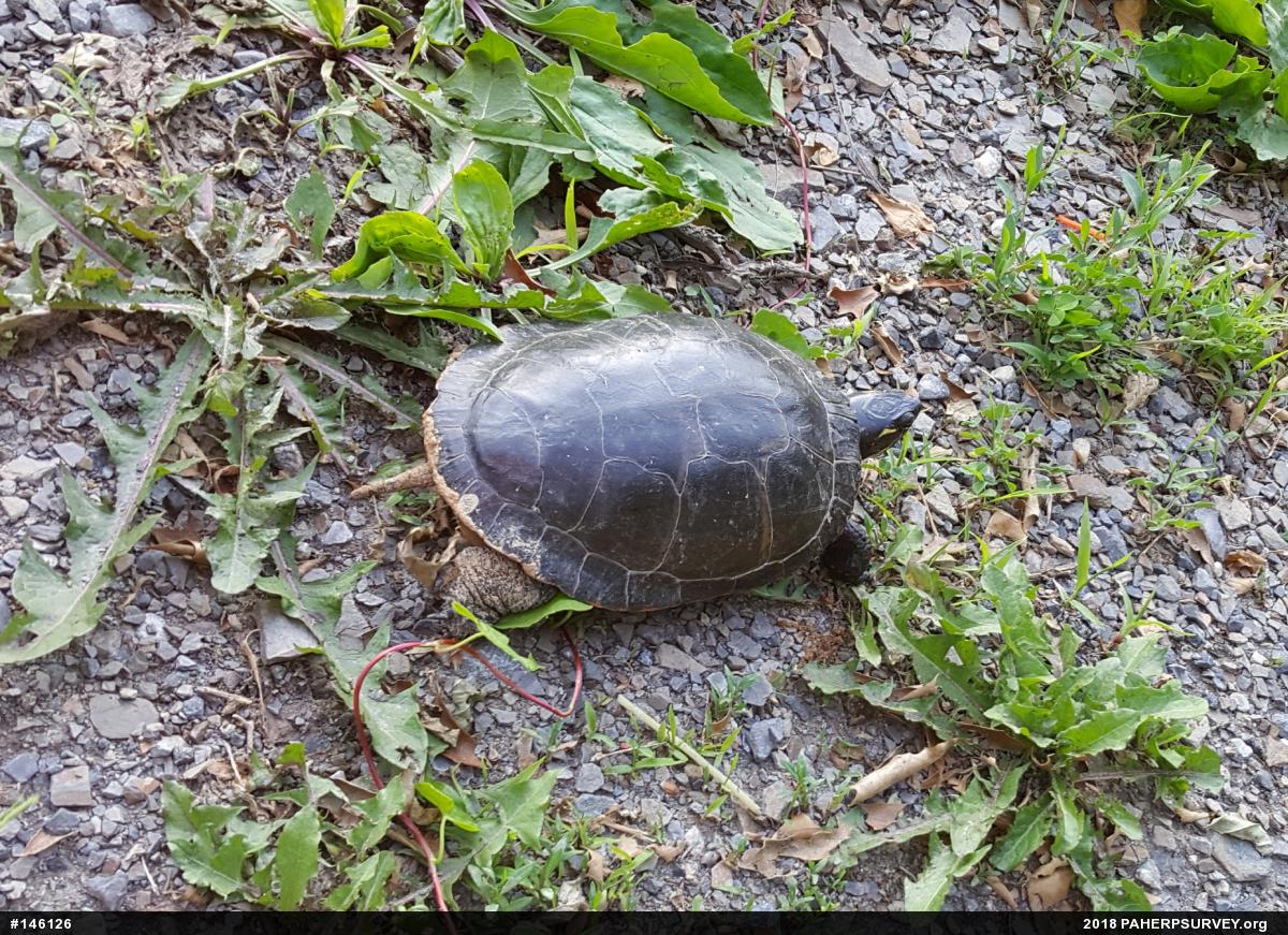 Painted Turtle