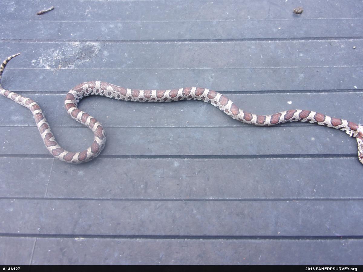 Eastern Milksnake