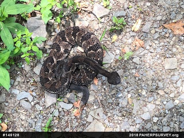 Timber Rattlesnake