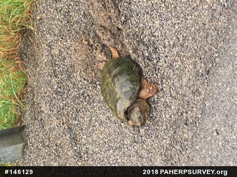 Snapping Turtle