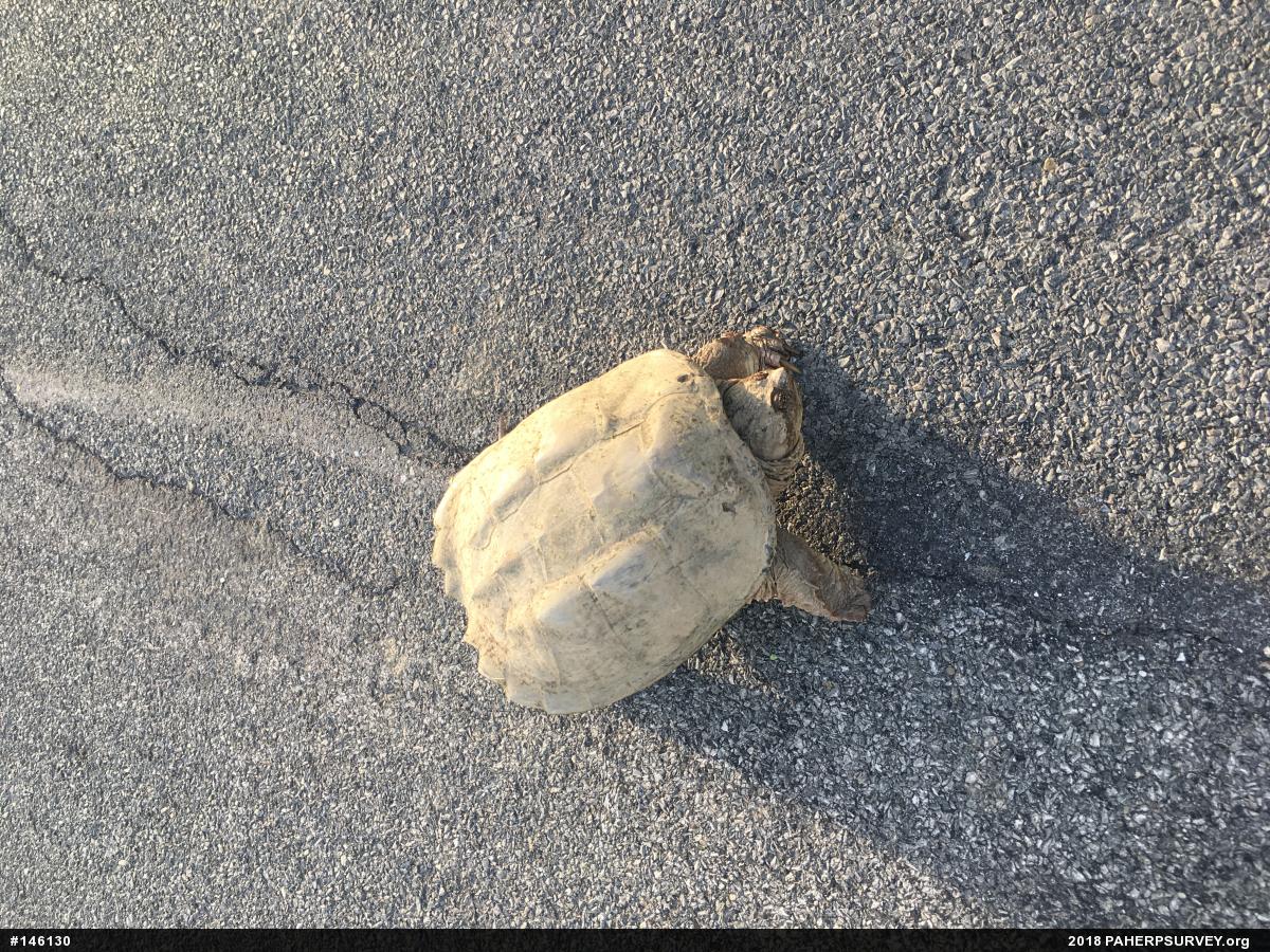 Snapping Turtle
