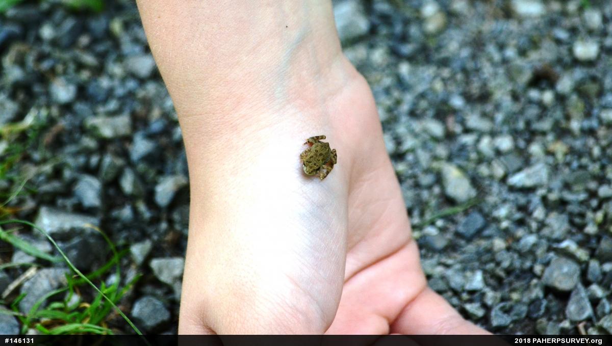 True Toads