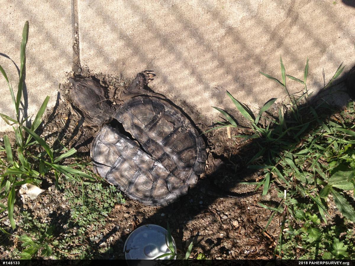 Snapping Turtle