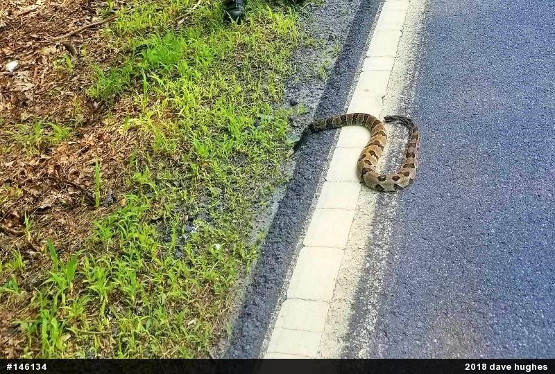 Timber Rattlesnake