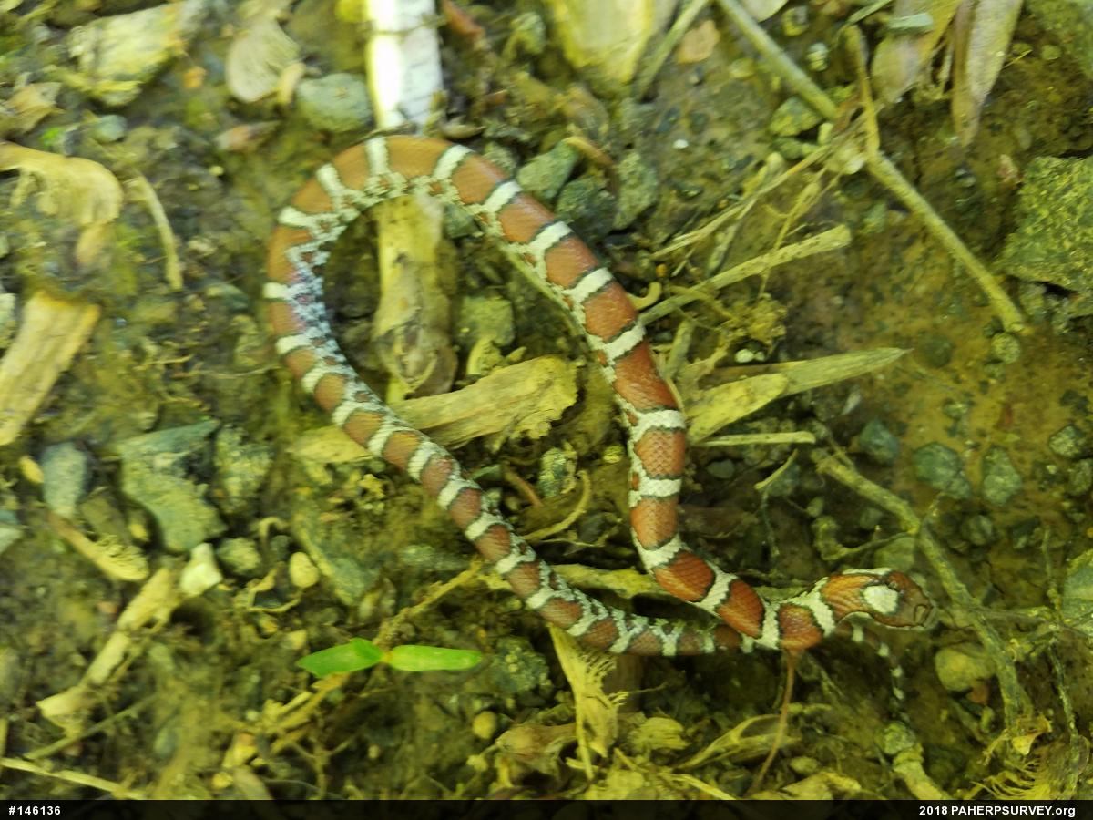 Eastern Milksnake