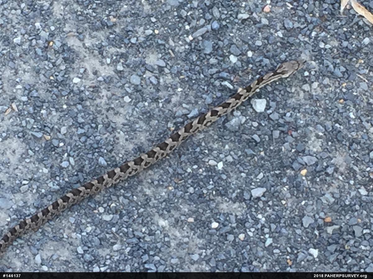 Eastern Ratsnake