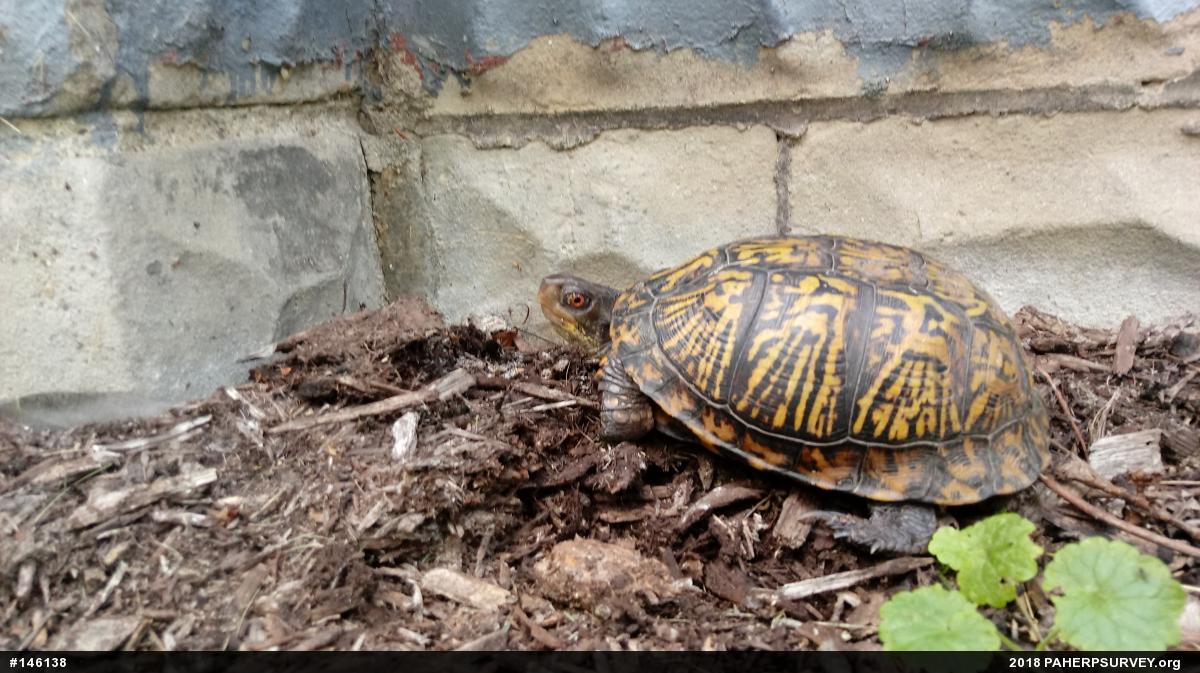 Eastern Box Turtle