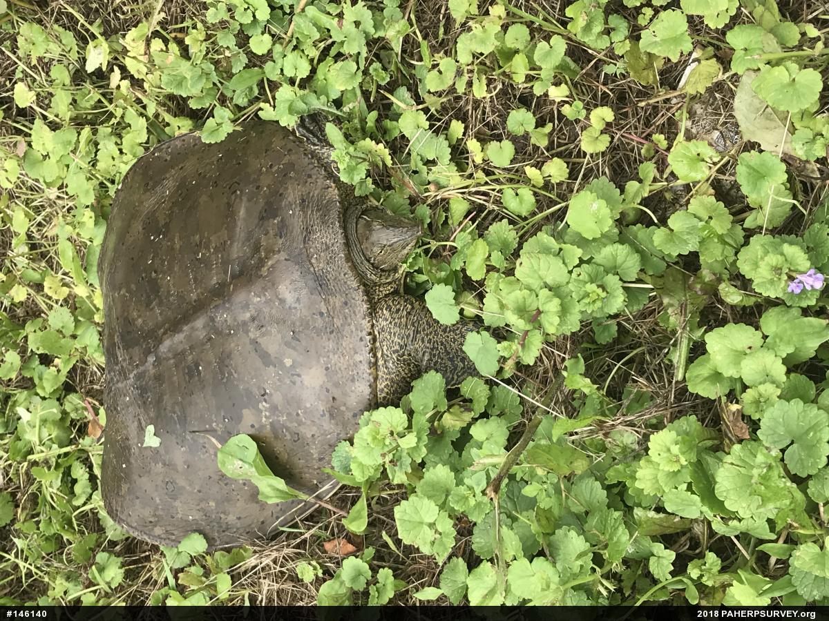 Eastern Spiny Softshell