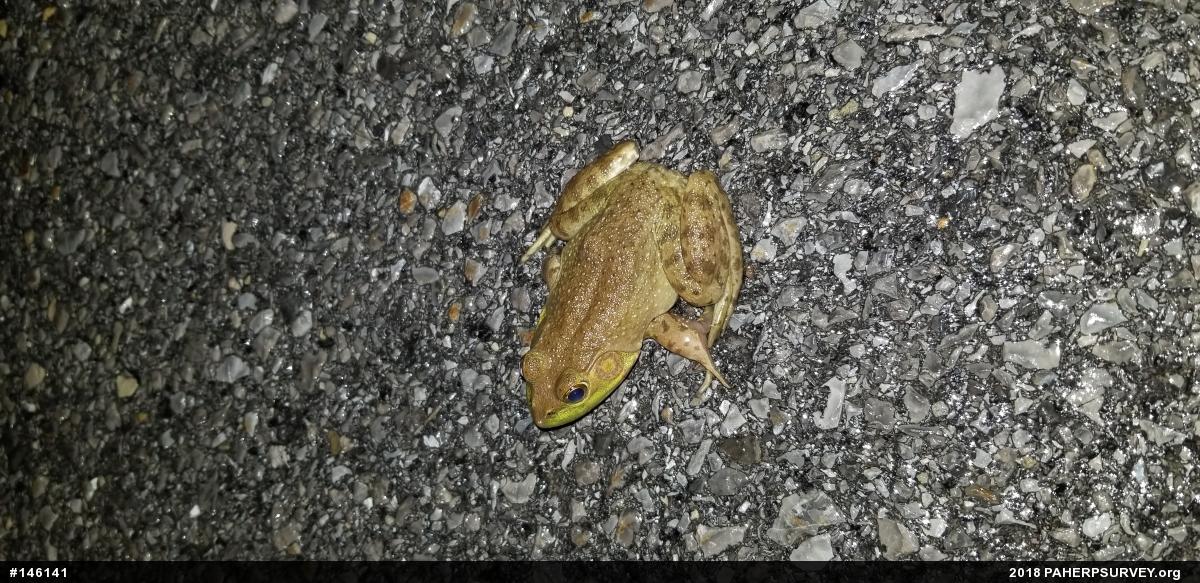 American Bullfrog