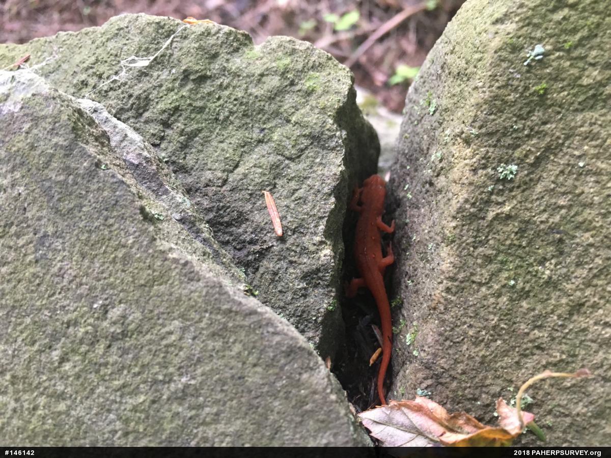 Red-spotted Newt