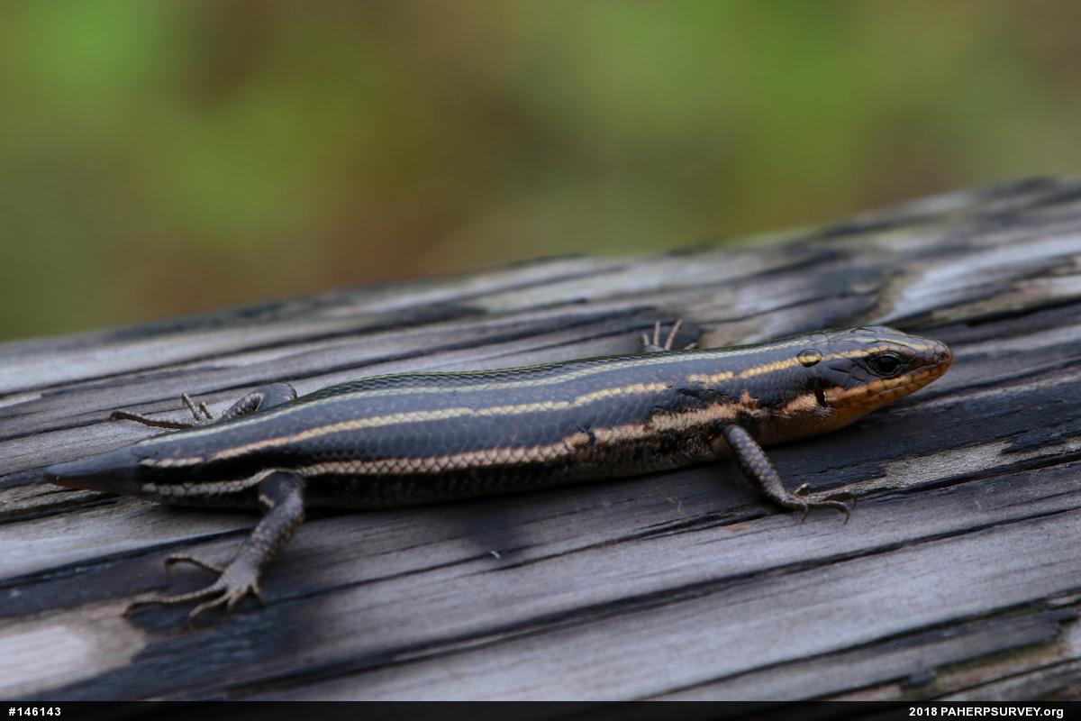 Common Five-lined Skink