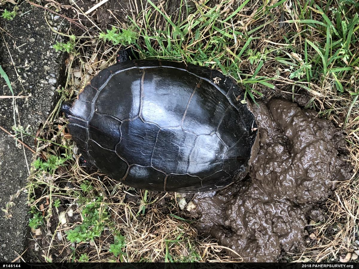 Midland Painted Turtle