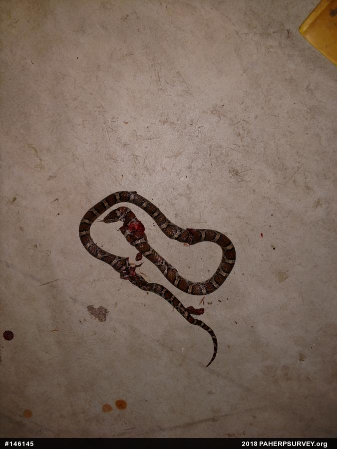 Eastern Milksnake