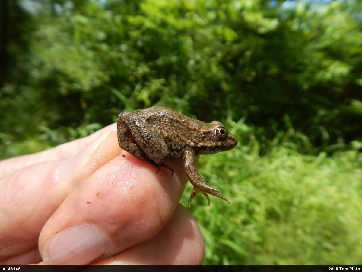 Green Frog