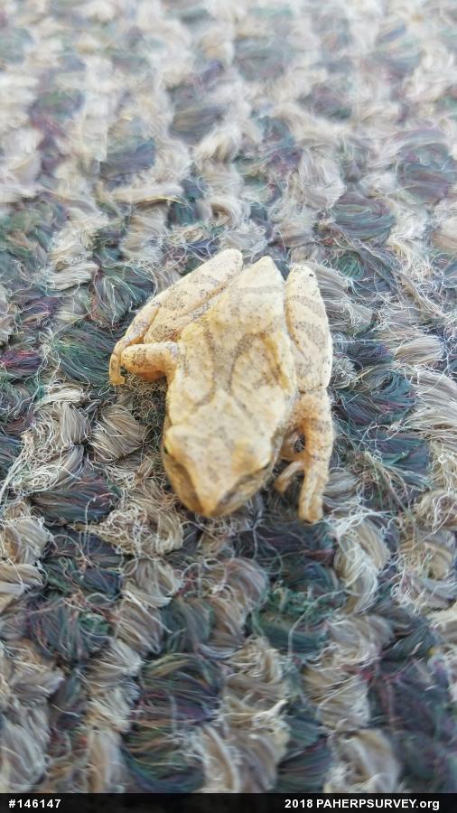 Spring Peeper