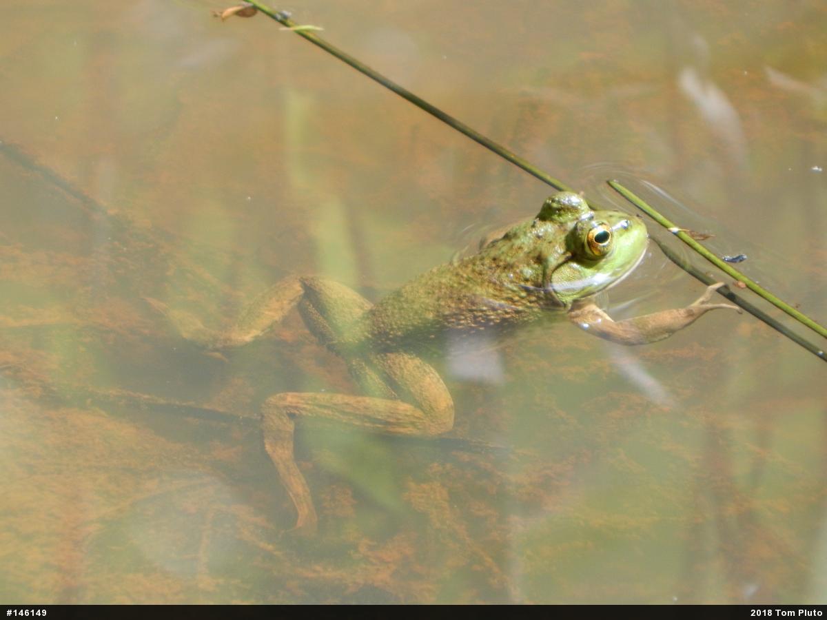 American Bullfrog