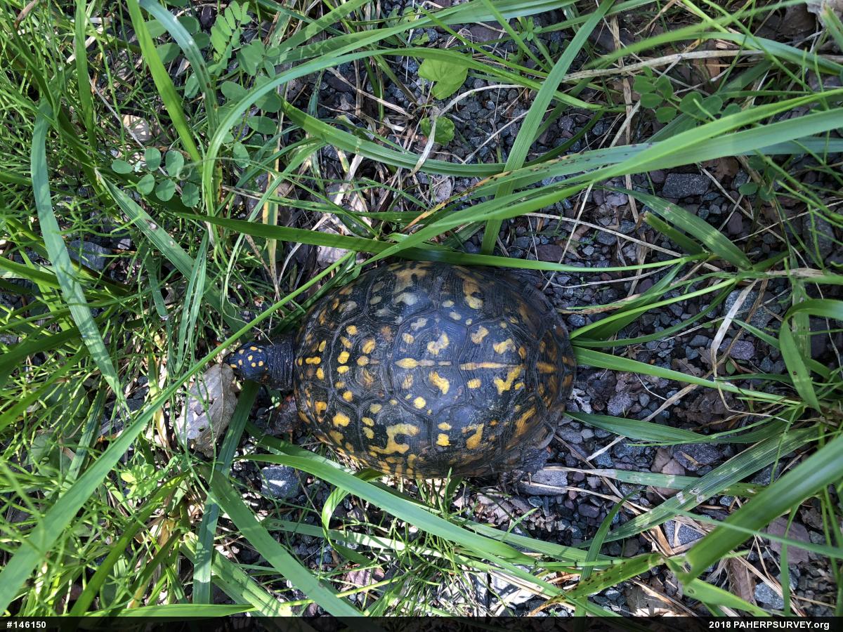 Eastern Box Turtle