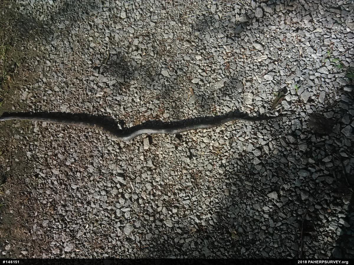 Eastern Ratsnake