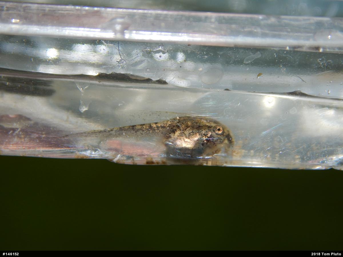 Unknown Gray Treefrog