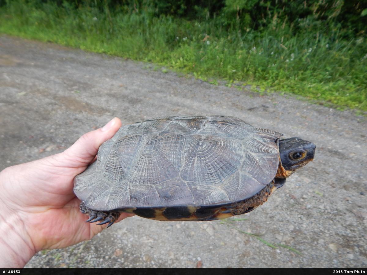 Wood Turtle