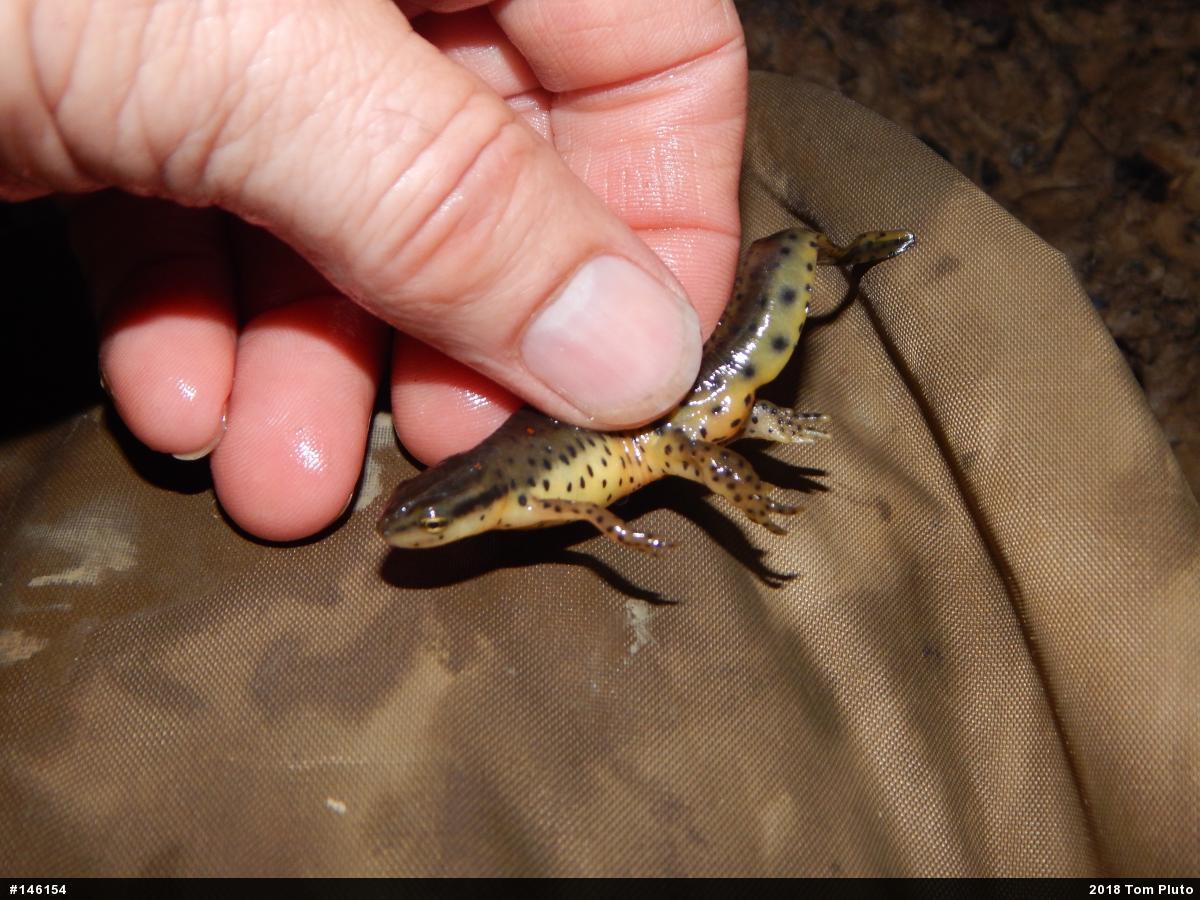 Red-spotted Newt