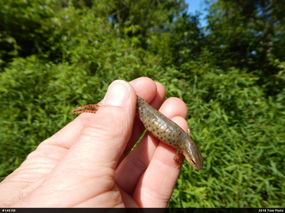 Red-spotted Newt