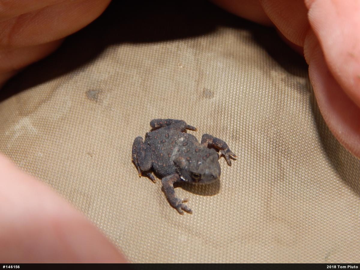 Eastern American Toad