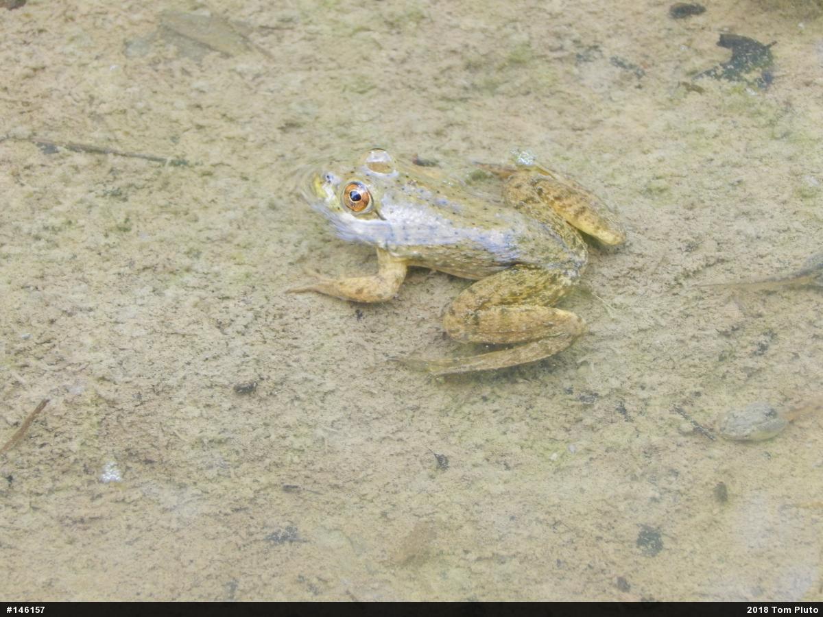 American Bullfrog