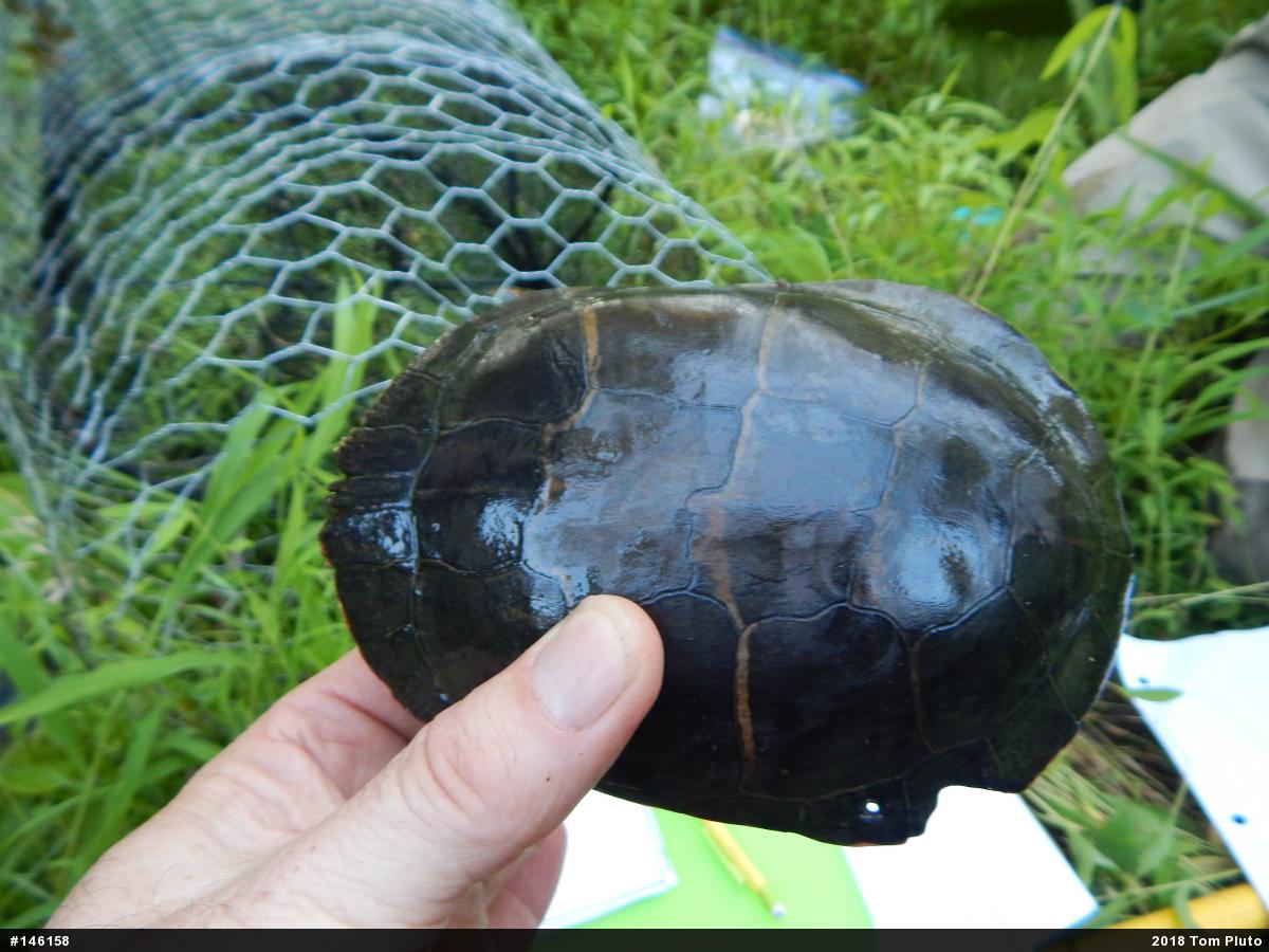 Painted Turtle
