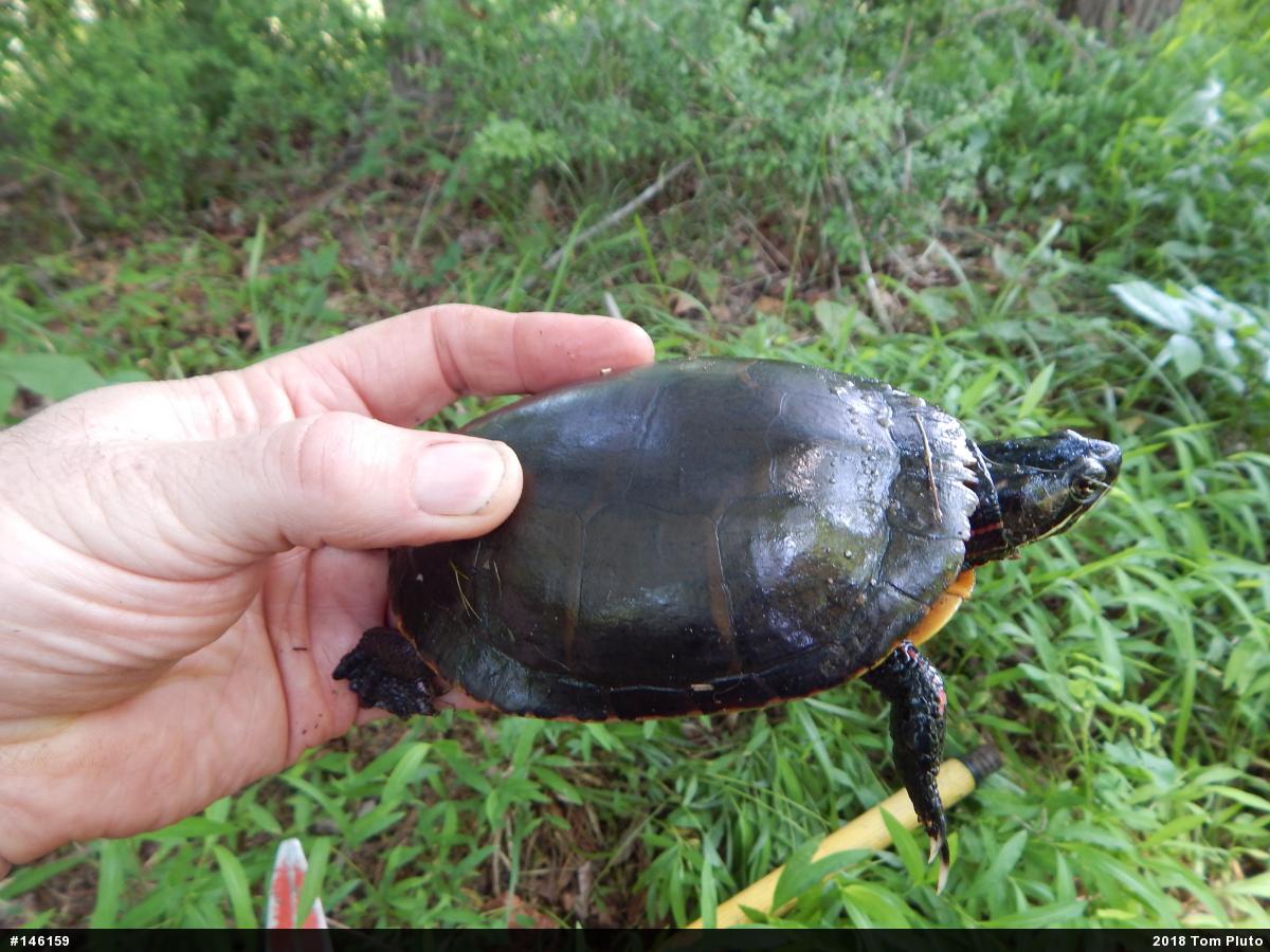 Painted Turtle
