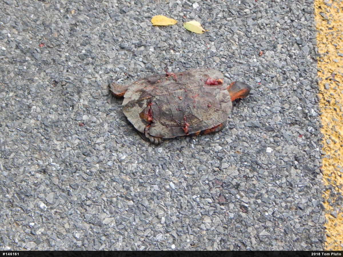 Wood Turtle