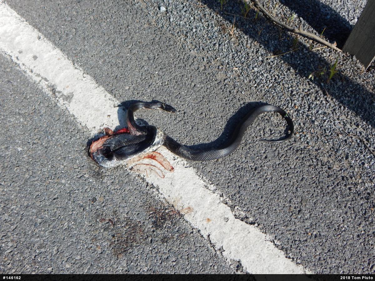 Eastern Ratsnake
