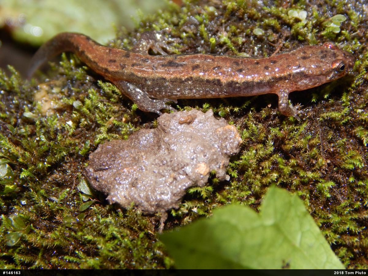 Northern Dusky Salamander
