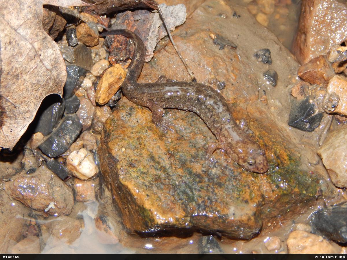 Northern Dusky Salamander