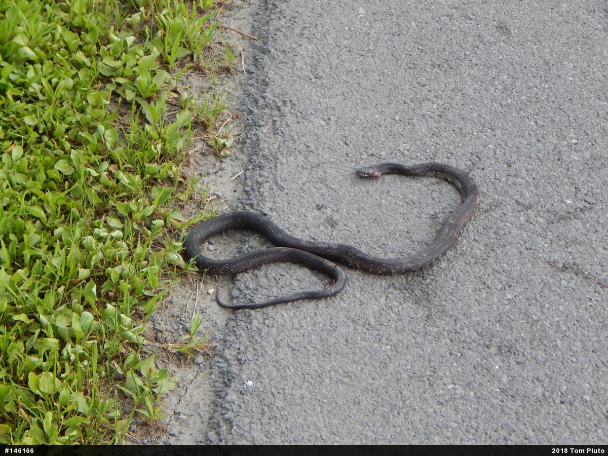 Eastern Ratsnake