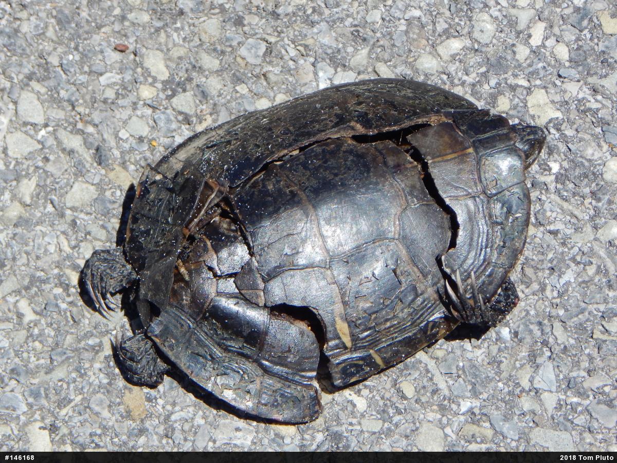 Painted Turtle