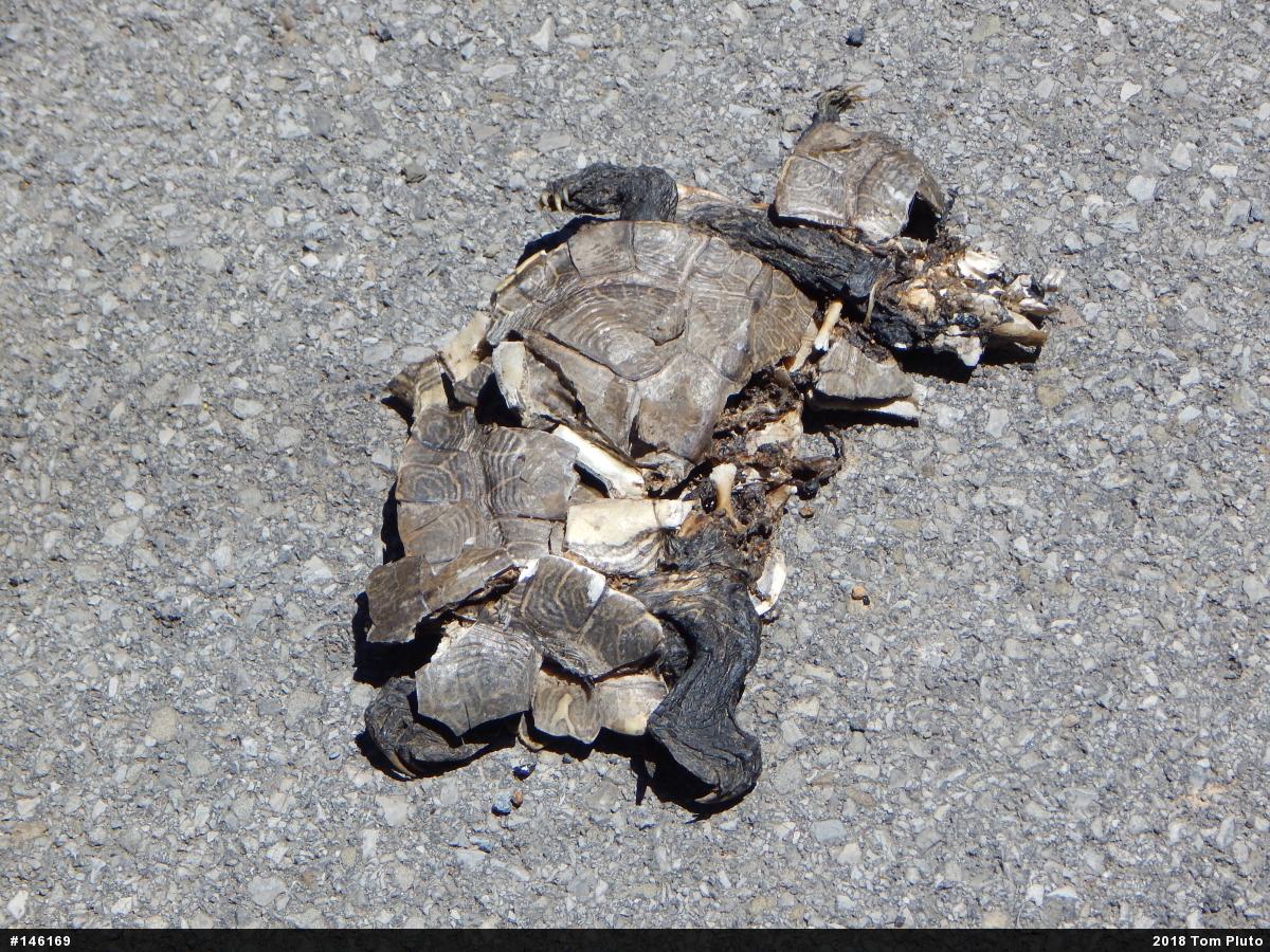 Northern Map Turtle