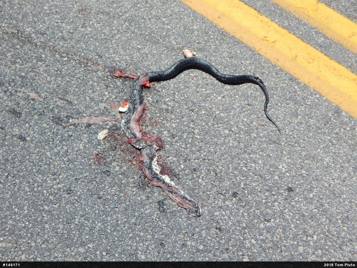 Eastern Ratsnake