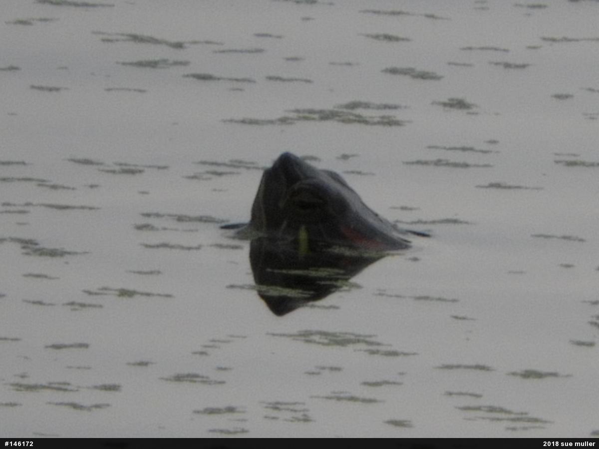 Red-eared Slider