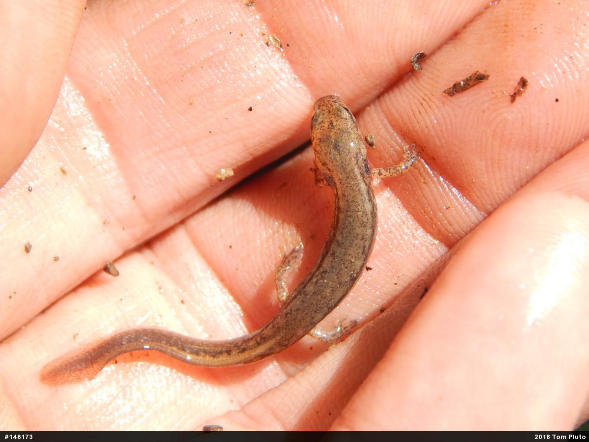 Northern Two-lined Salamander