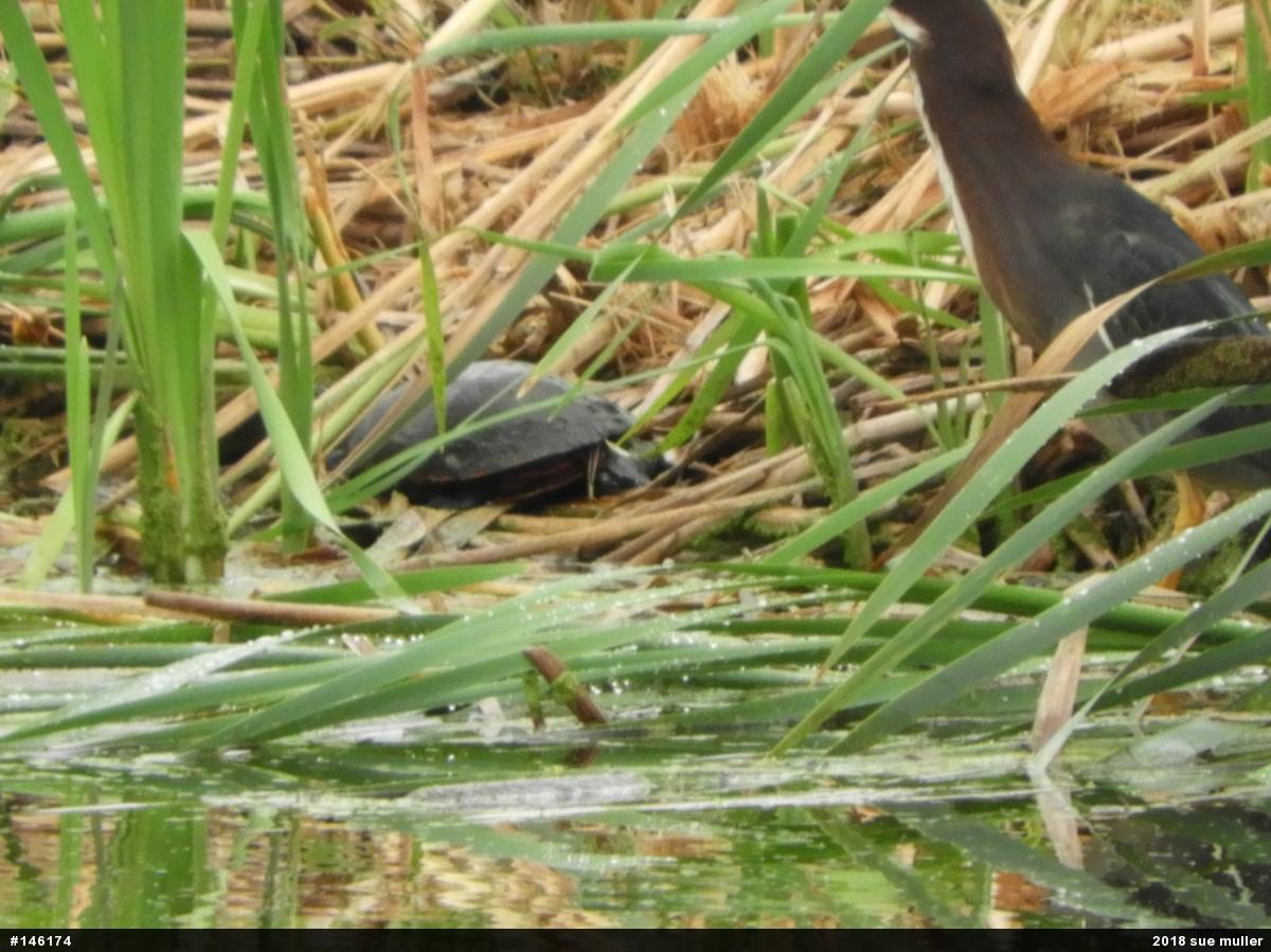 Painted Turtle