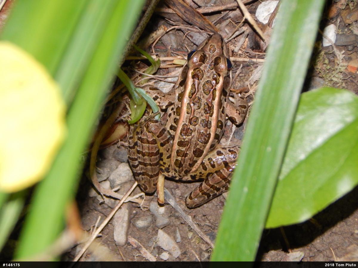 Pickerel Frog