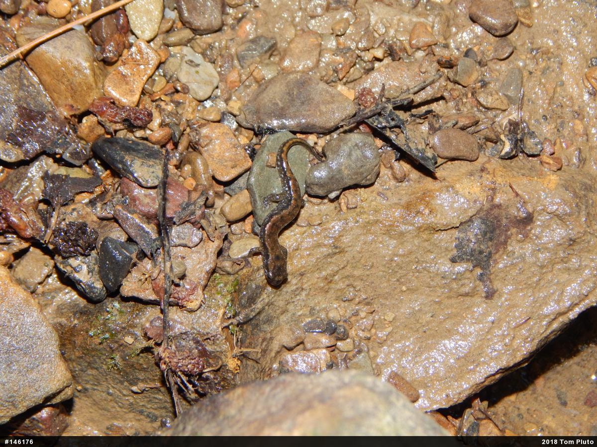 Northern Dusky Salamander