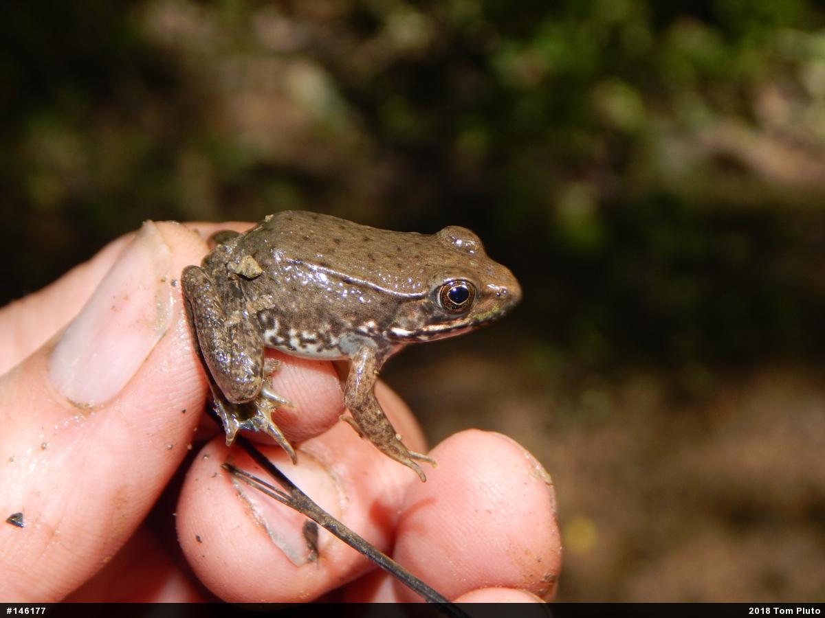 Green Frog