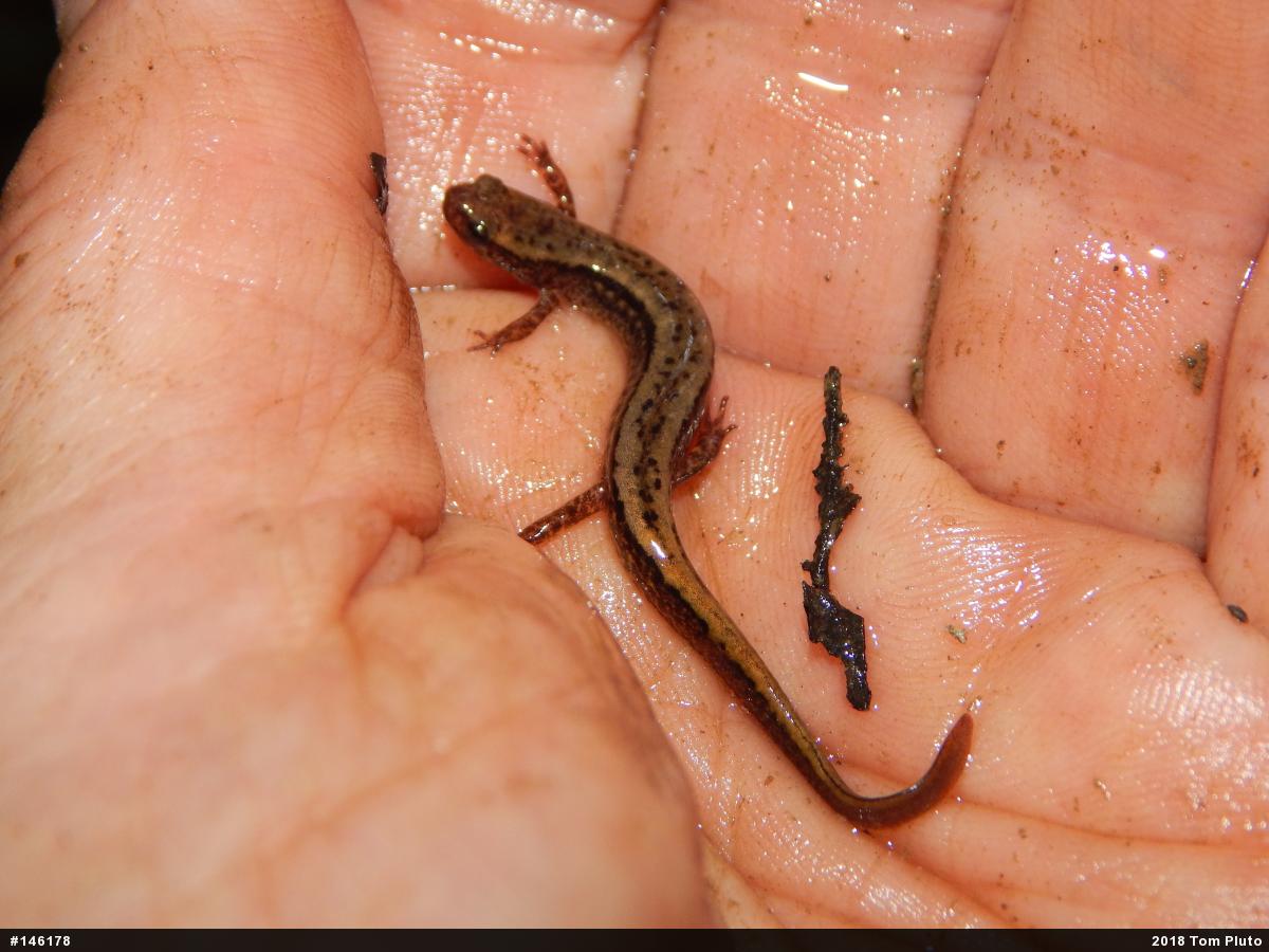 Northern Two-lined Salamander