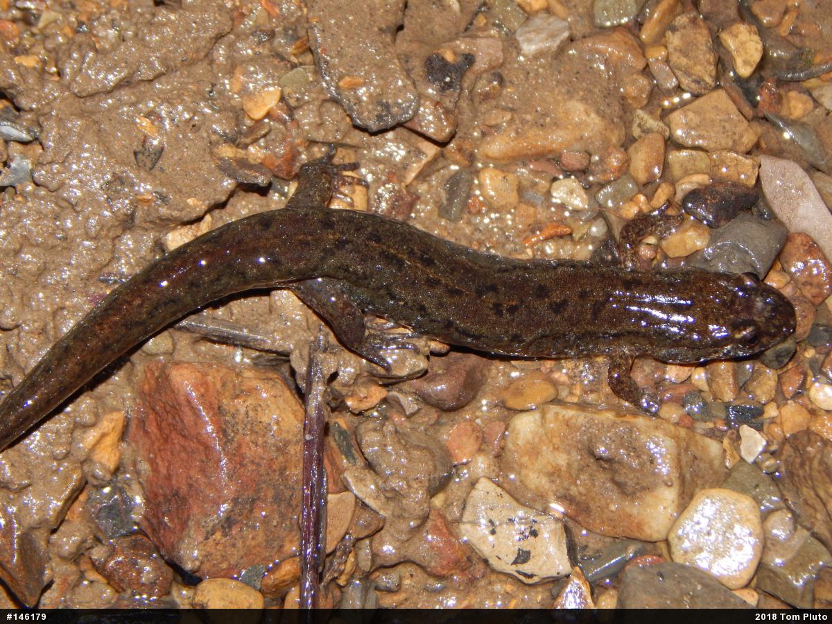 Northern Dusky Salamander