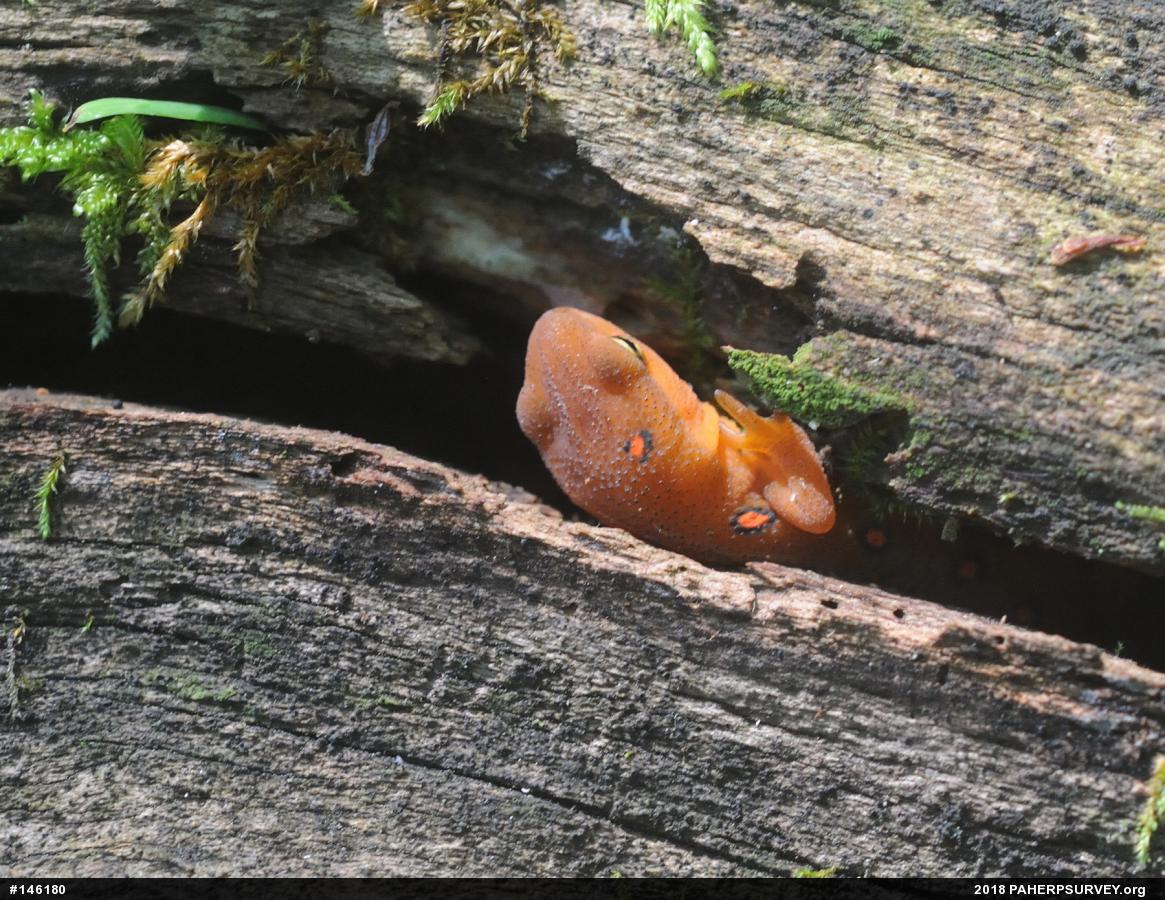 Red-spotted Newt