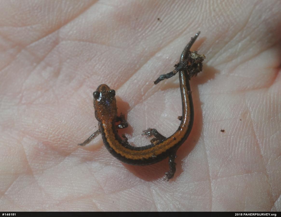 Eastern Red-backed  Salamander