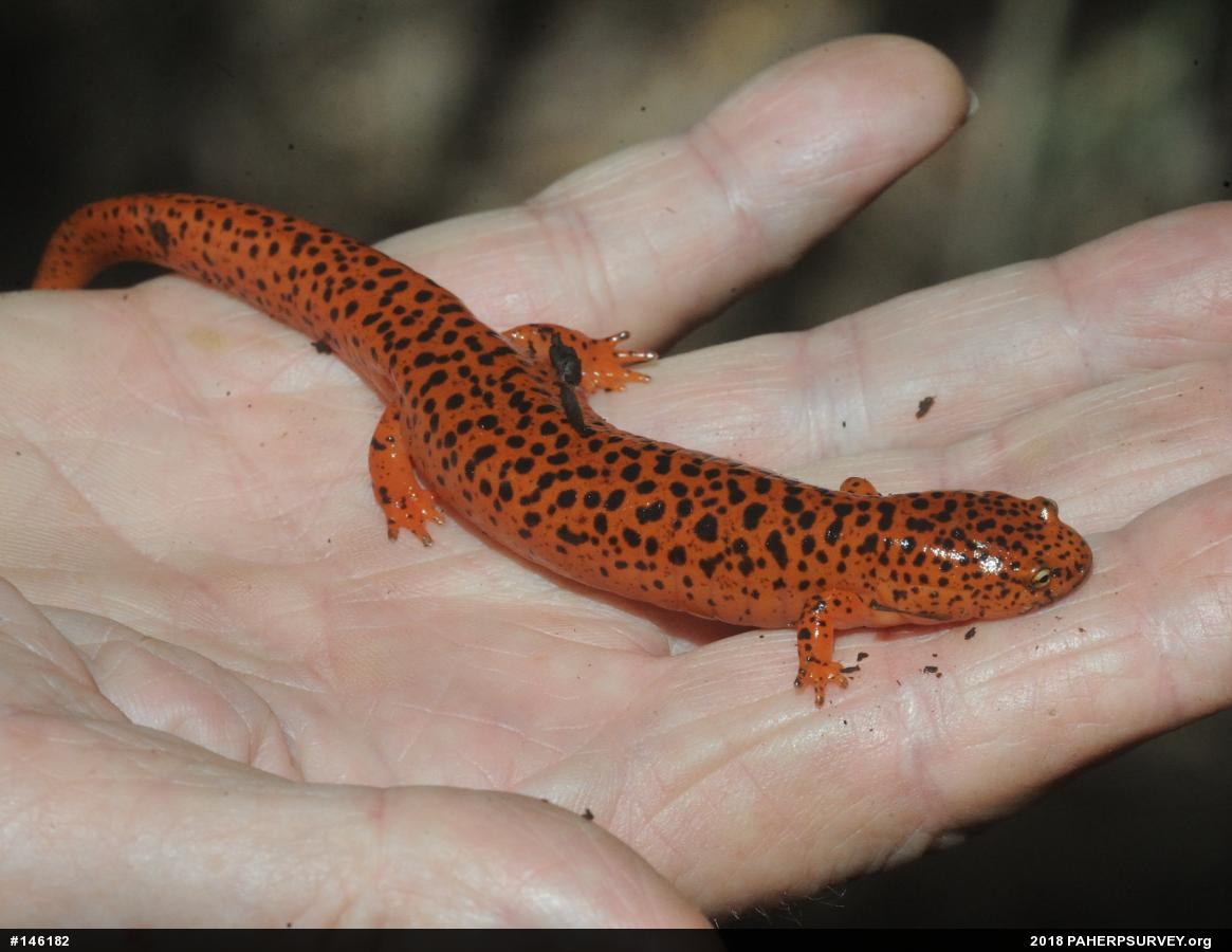 Northern Red Salamander