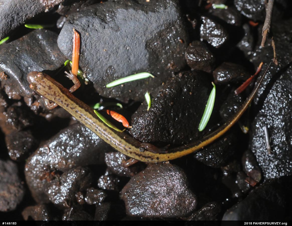 Northern Two-lined Salamander